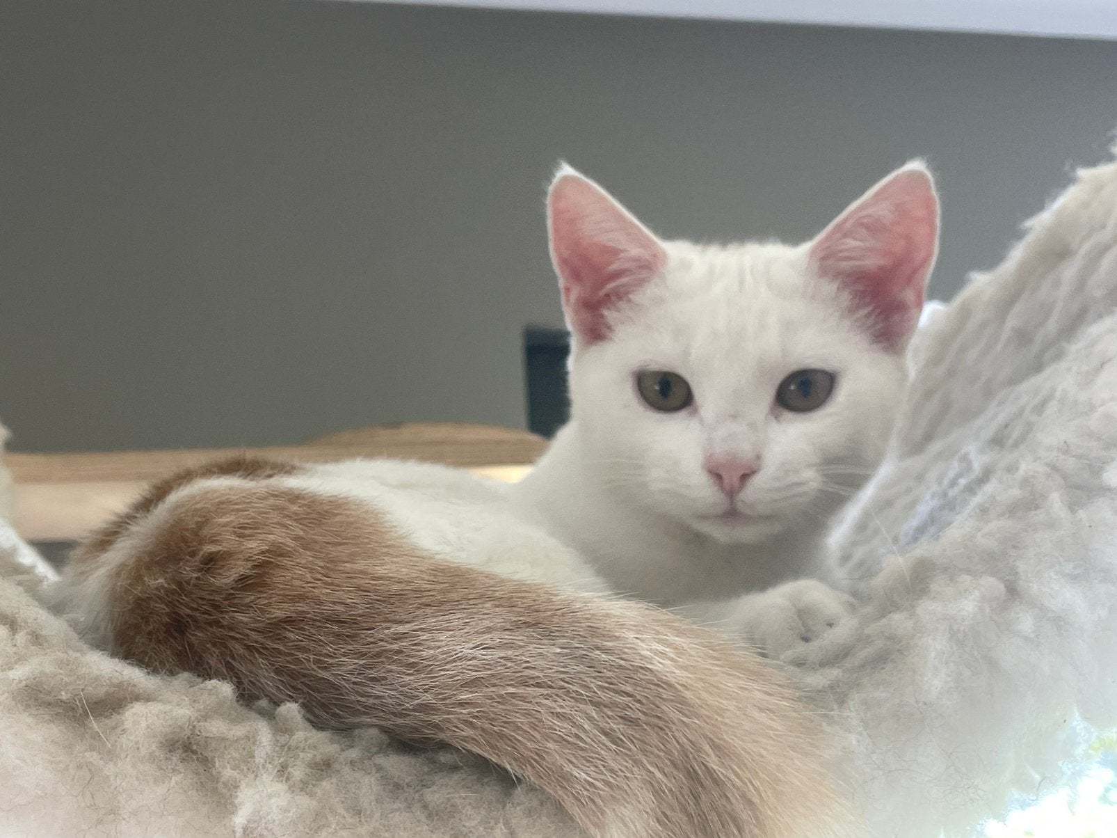 Lieve kitten, poesje, Poes, 0 tot 2 jaar