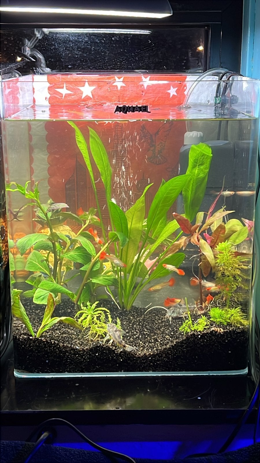 Aquarium planten 18/20/28cm, Ophalen, Nieuw, Plant(en), Steen of Hout