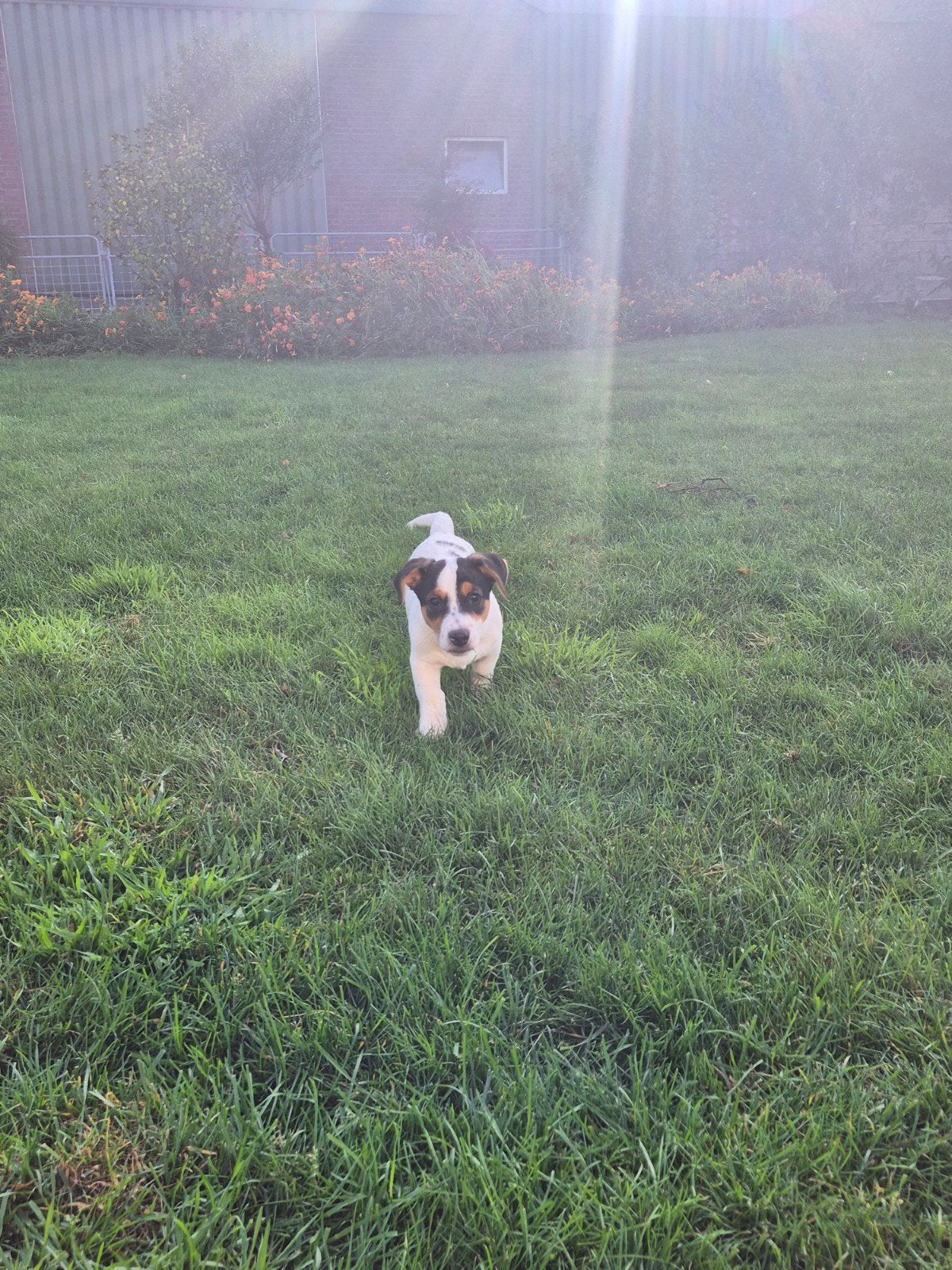 mooie super kleine Jack pup reutje laatste uit de nest, Jack Russell Terriër, CDV (hondenziekte), 8 tot 15 weken, Meerdere