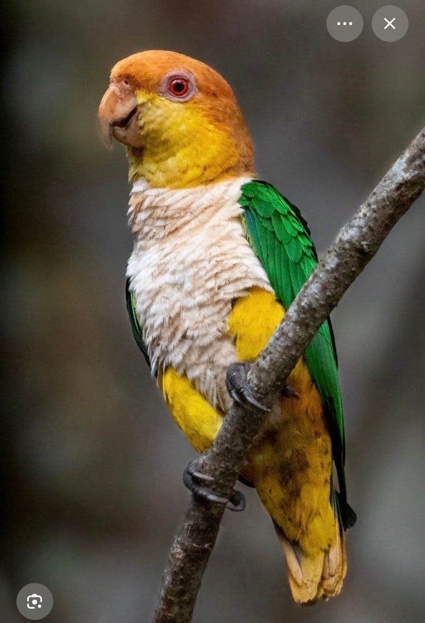 Gezocht caique!!, Geslacht onbekend, Papegaai, Tam
