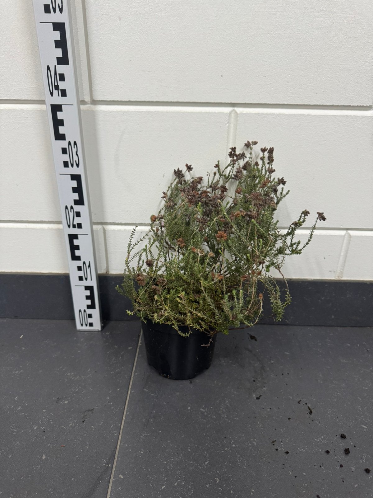 Gewone dopheide (Erica tetralix) 10-30cm 2L, Tuin en Terras, Bodembedekkers, Volle zon, Vaste plant, Ophalen of Verzenden