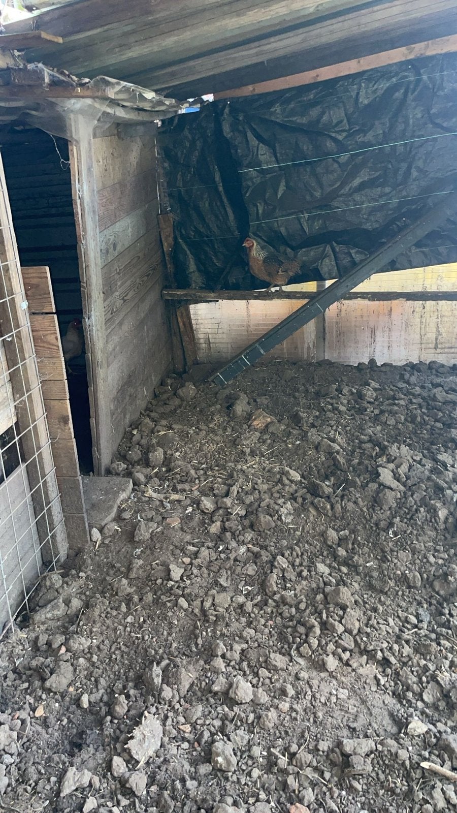 kippen en en gratis haan, Dieren en Toebehoren, Pluimvee, Meerdere dieren, Kip