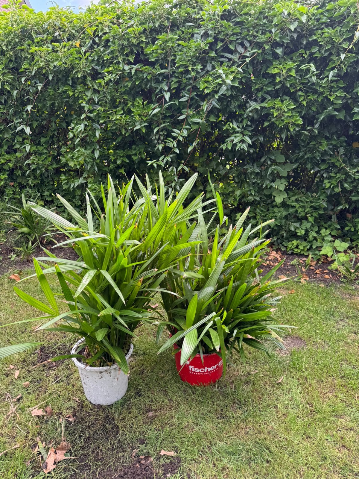 Volle grond gezocht voor honderden palmen trachycarpus, Ophalen, Overige soorten, Volle zon
