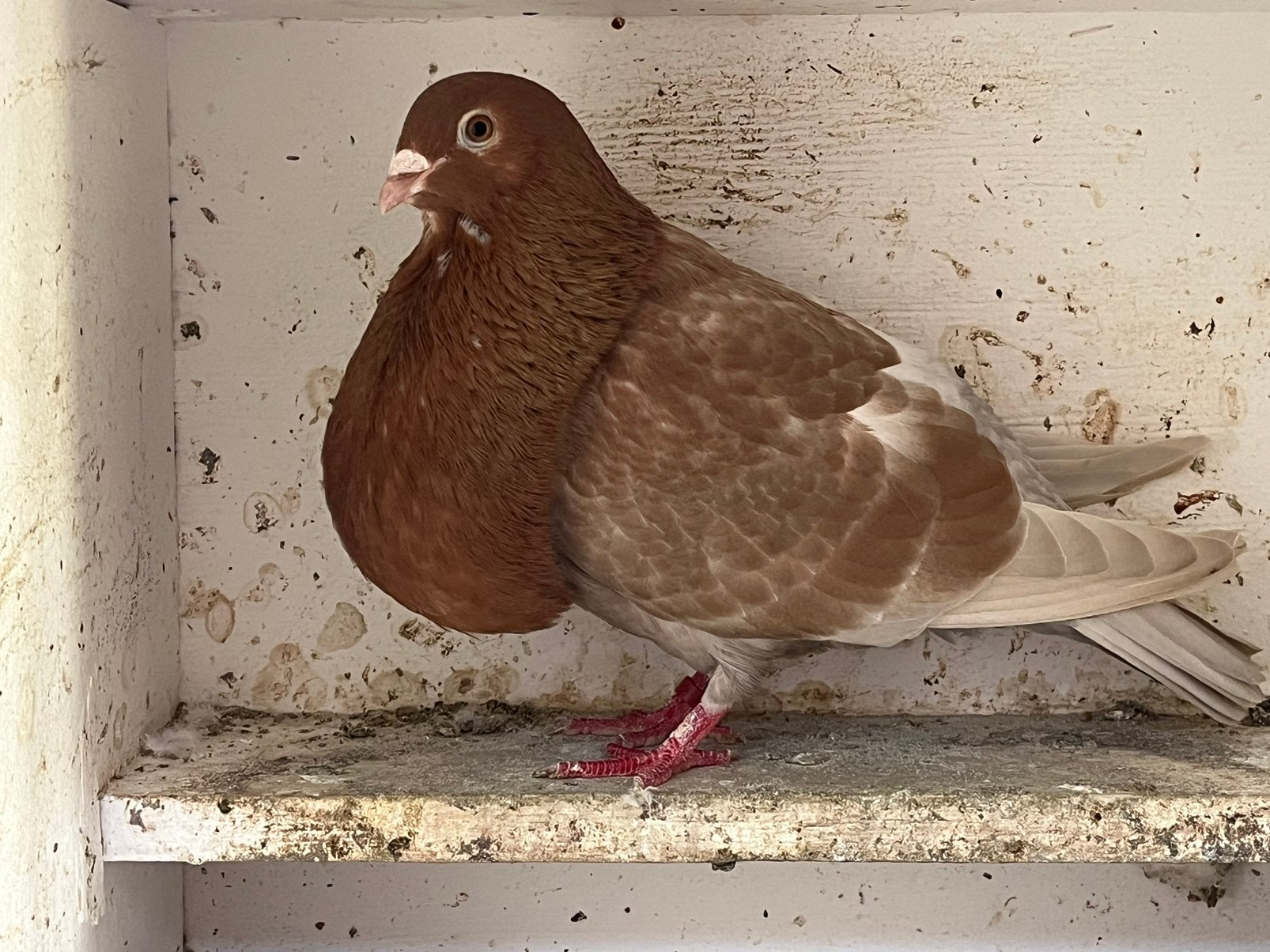 Gele duif, Vrouwelijk, Kropper