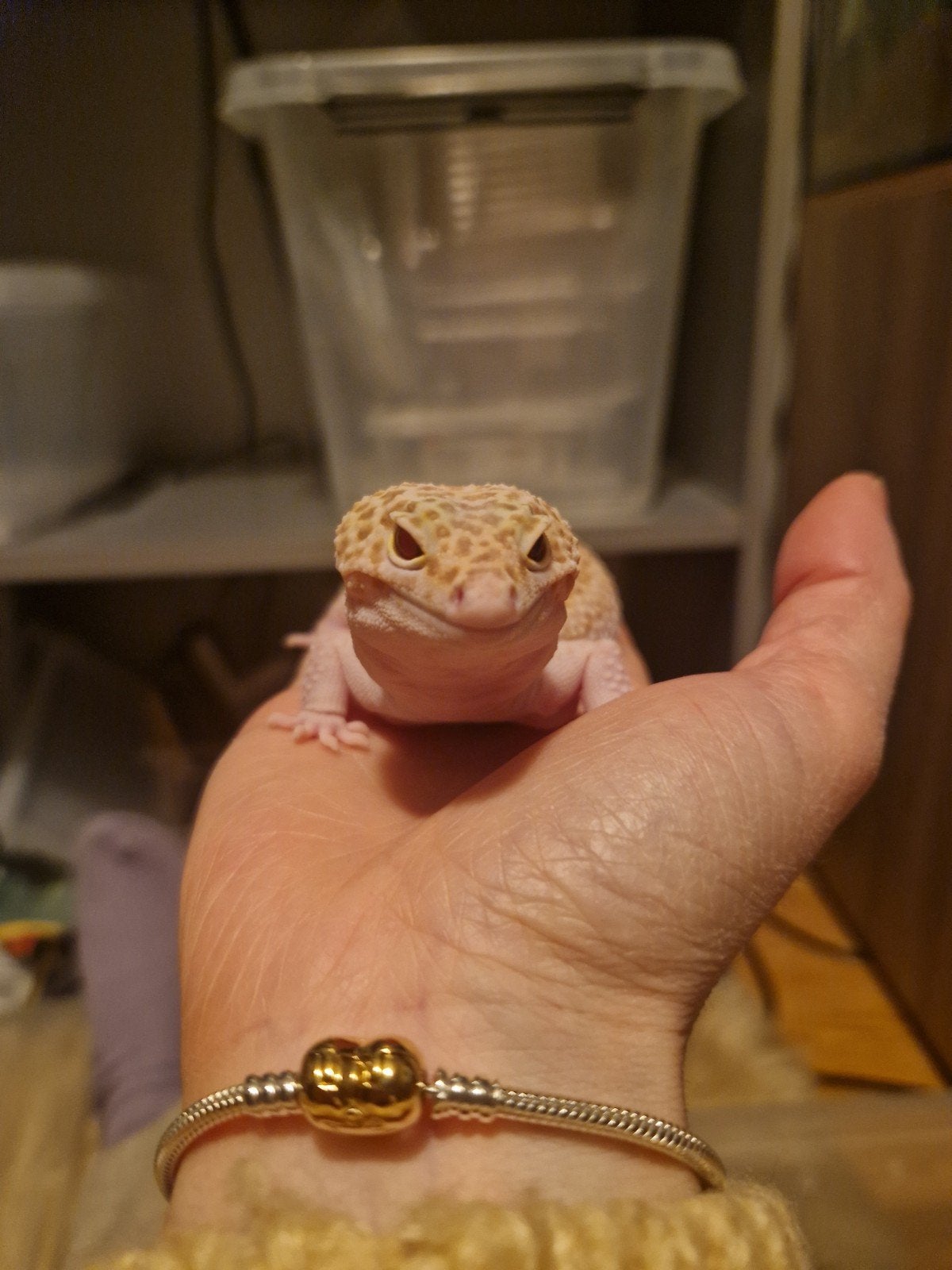luipaardgekko