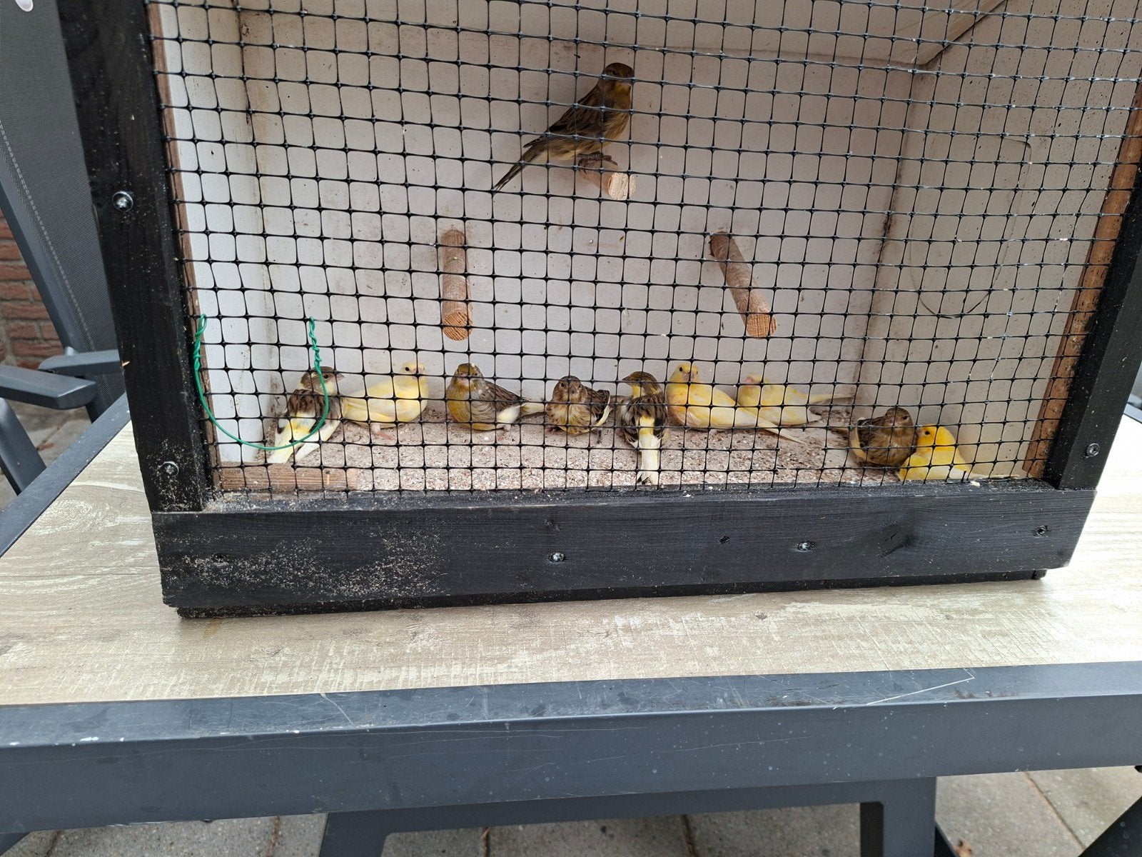 Kanaries, Dieren en Toebehoren, Meerdere dieren