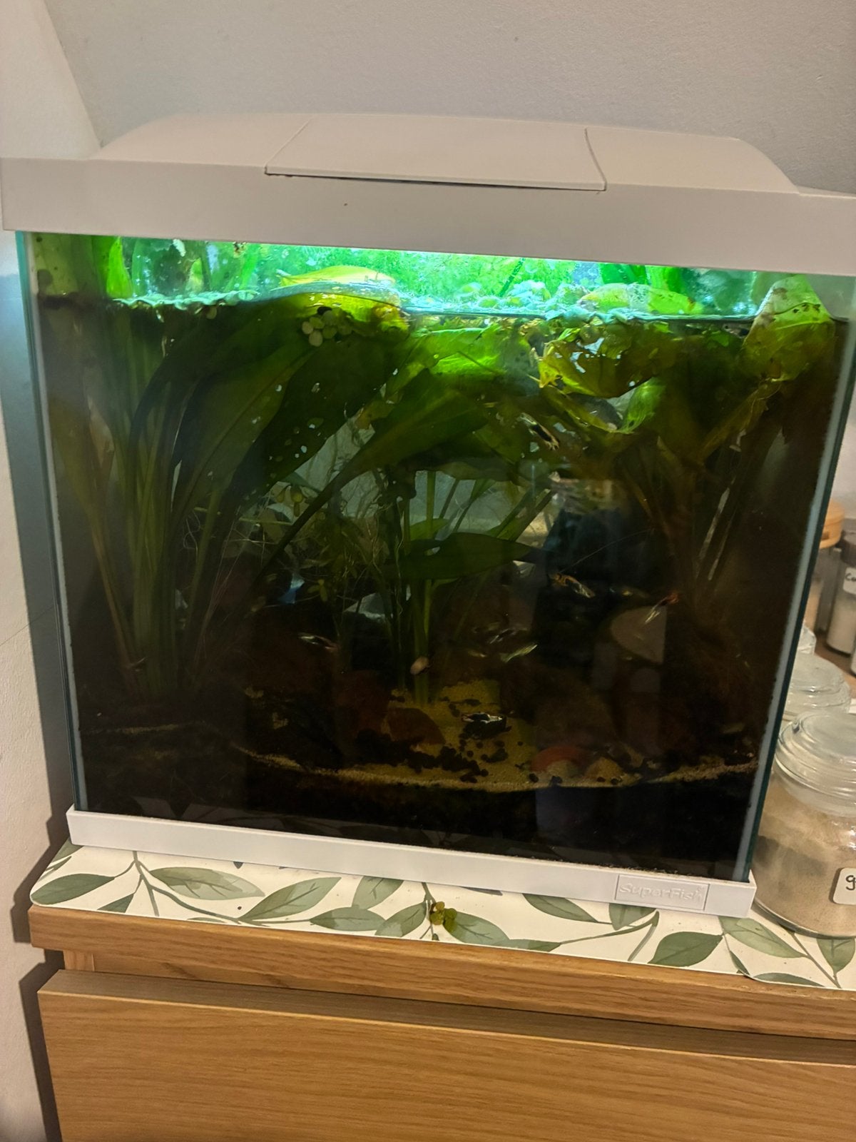 Aquarium inclusief vissen en inrichting, Ophalen, Superfish, Inclusief vissen, Gevuld zoetwateraquarium