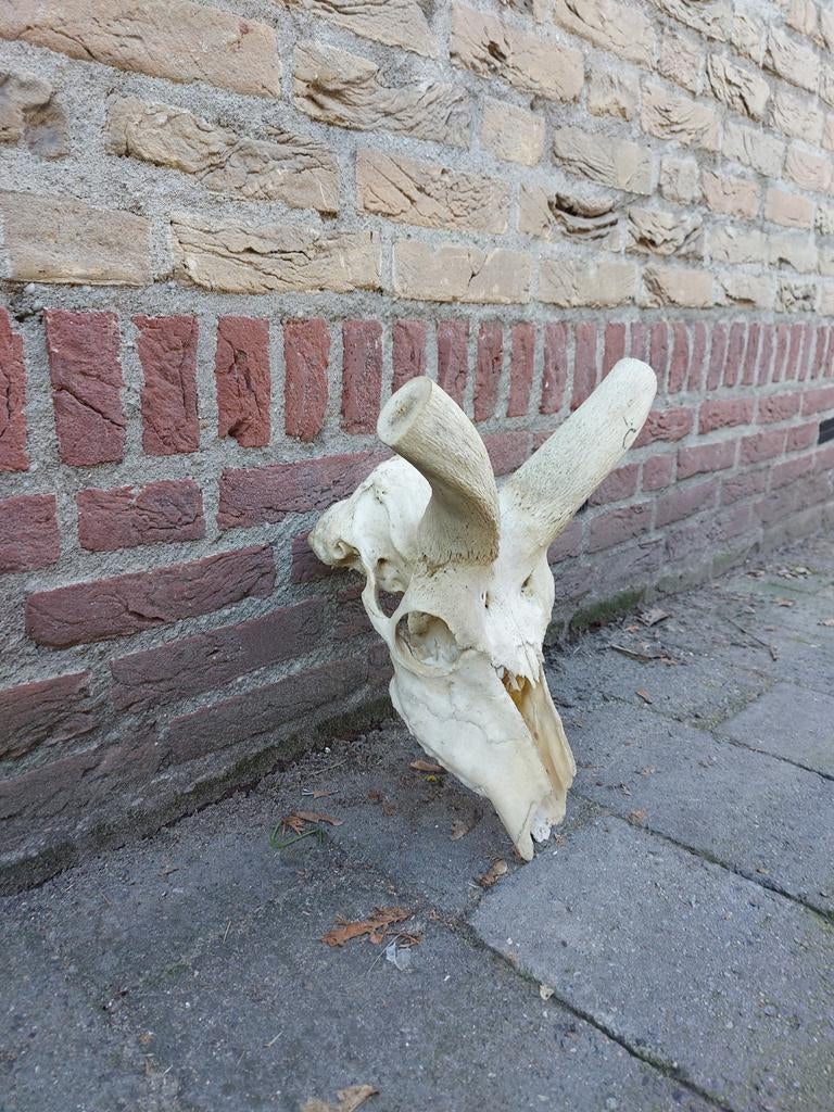 Schedel kudu zonder hoorns knutsel terrarium opgezette hert, Ophalen, Wild dier, Schedel