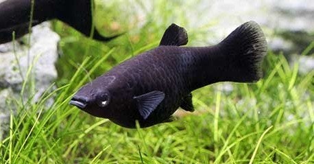 Black Molly - Poecilia Sphenops - Koidream Valburg, Vis, Zoetwatervis