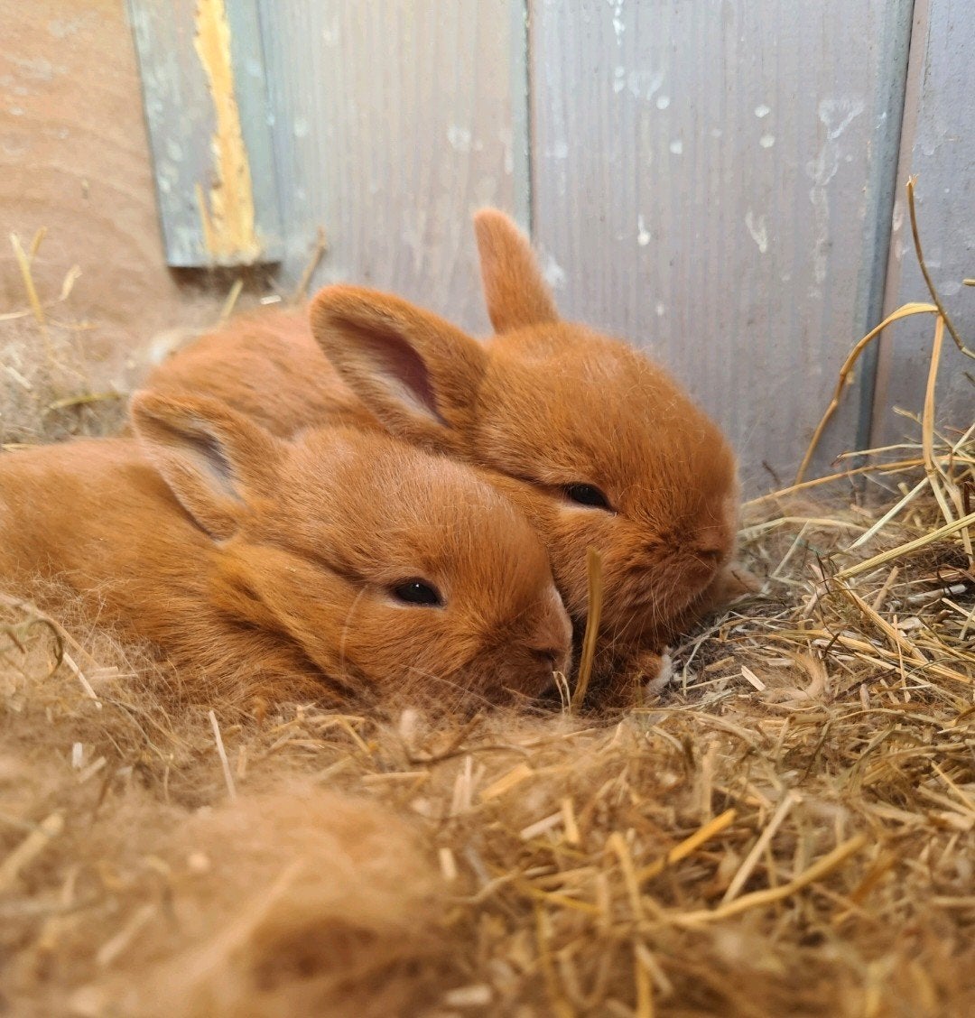 Twee jonge thrianta konijntjes, Meerdere dieren, Dwerg