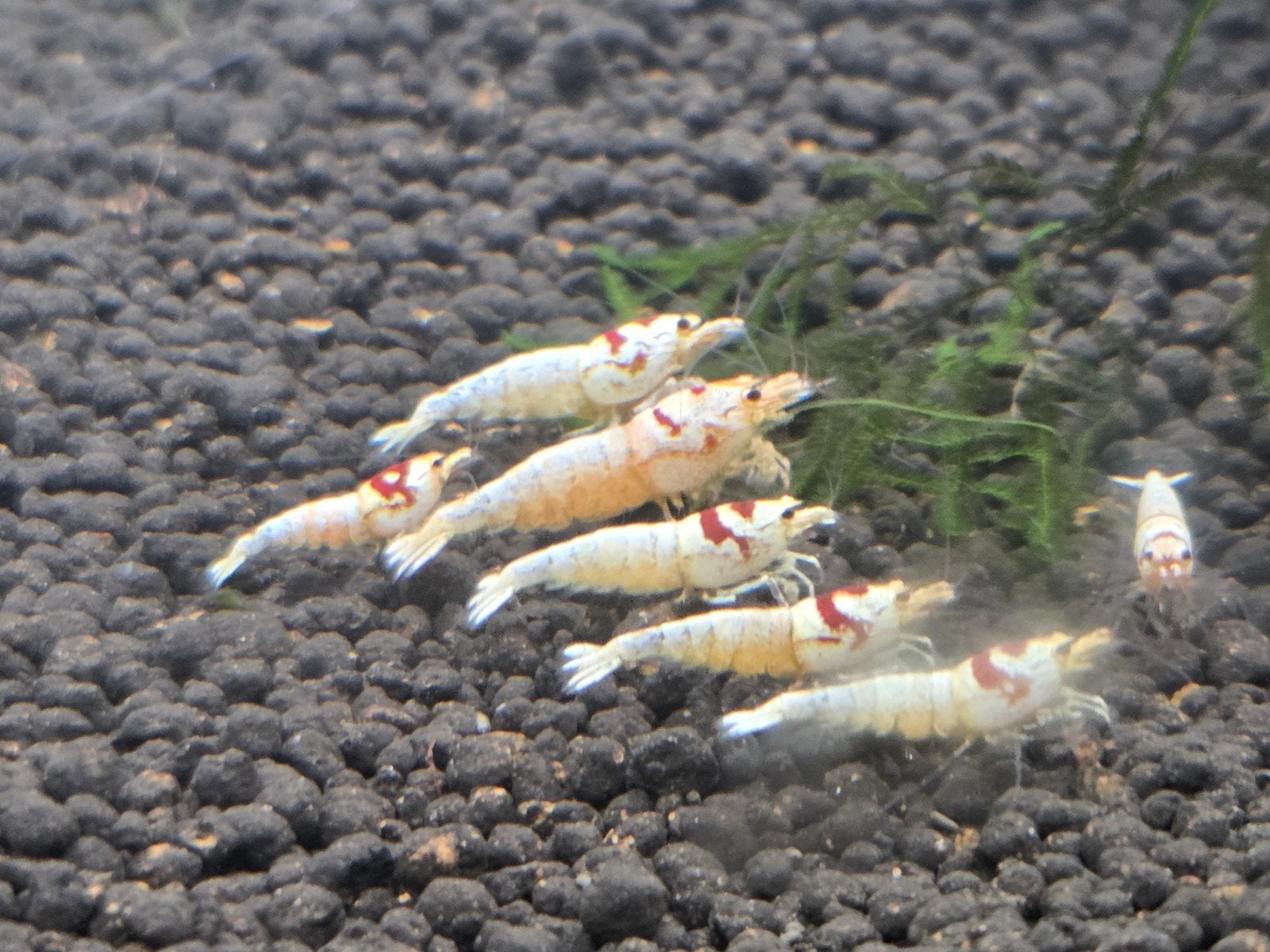 garnalen en guppen, Dieren en Toebehoren, Vis