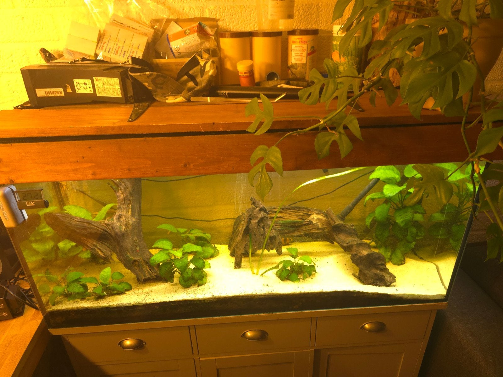 compleet aqarium 1.20 l 50m hoog  40 diep, Ophalen, Inclusief toebehoren, Gebruikt, Gevuld zoetwateraquarium