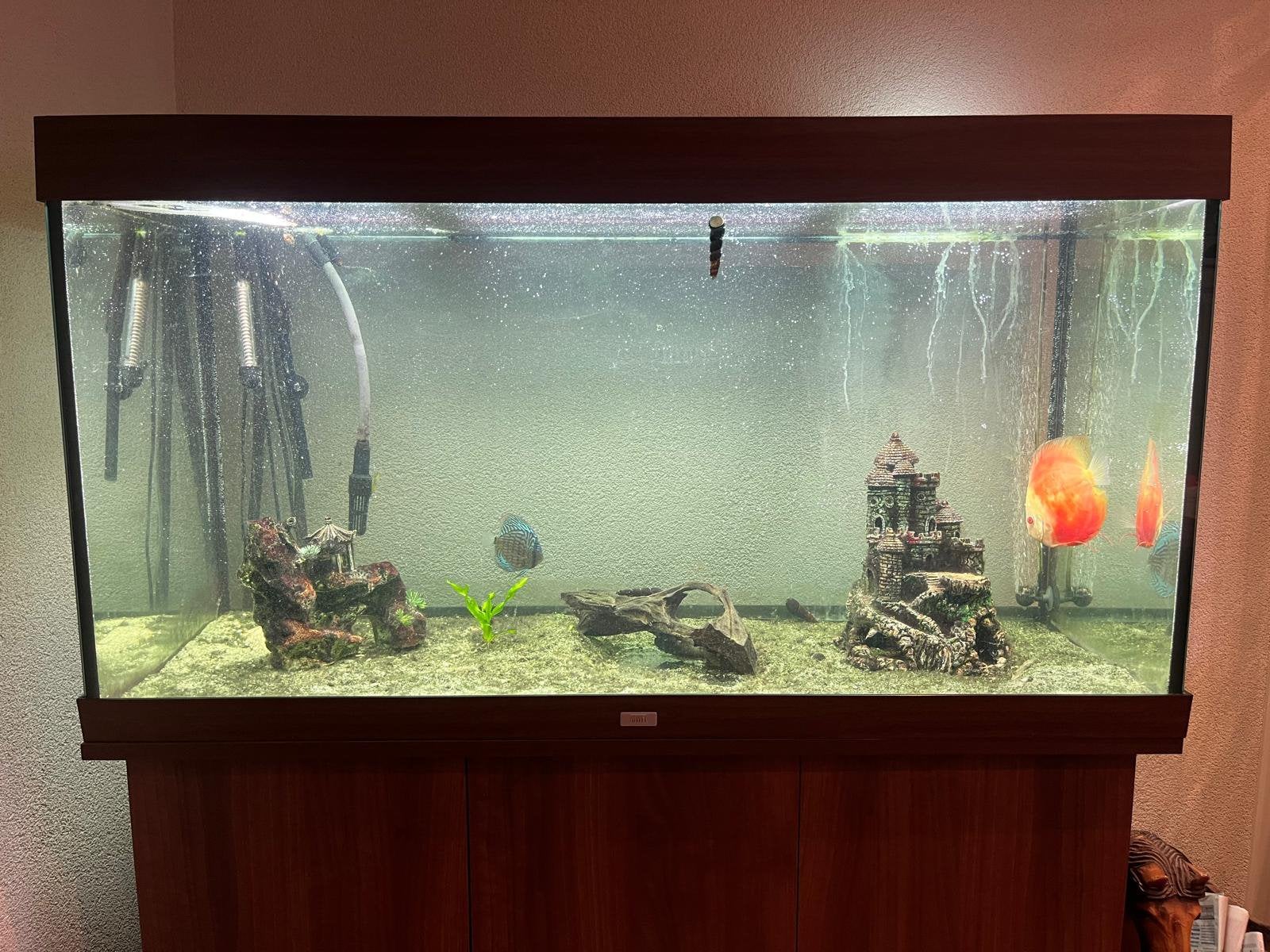 Compleet aquarium, Ophalen, Zo goed als nieuw, Gevuld zoetwateraquarium, Juwel