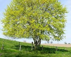 Meerstammige bomen/planten, Ophalen, Volle zon, Overige soorten, 100 tot 250 cm