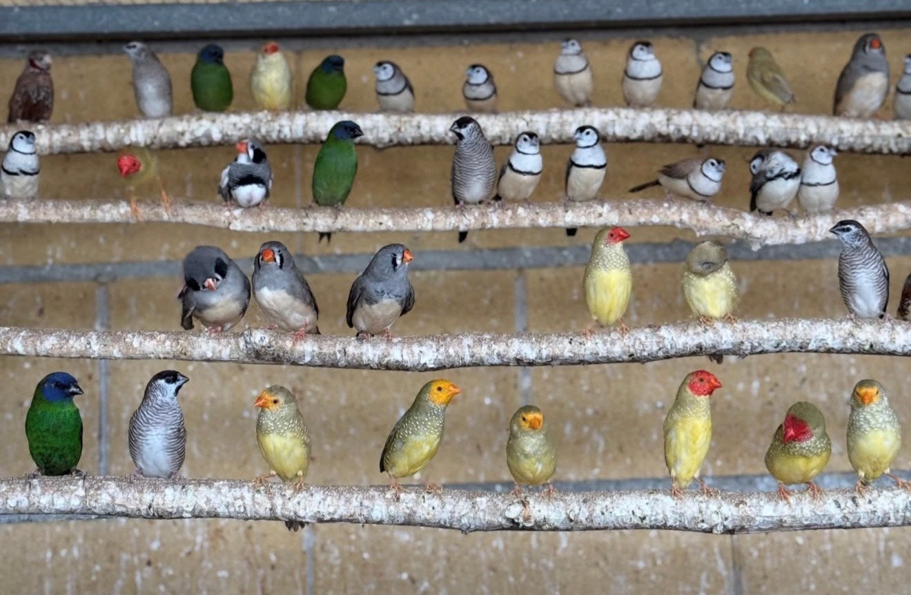 sijzen & vinken in diverse kleuren en soorten, Dieren en Toebehoren, Meerdere dieren, Tropenvogel, Geringd