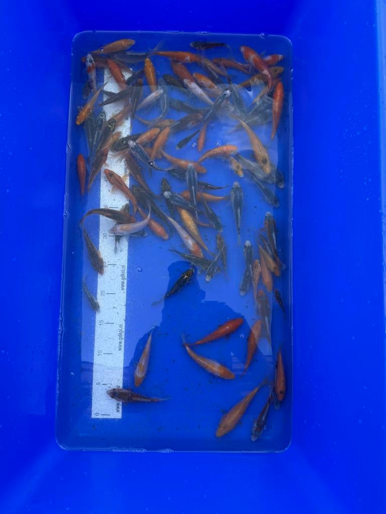 Jonge koi mix 8-10 cm, Karper of Koi