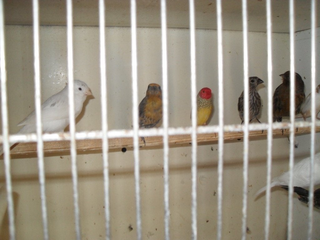 29-8 op beurs in nrd wijkerhout, Meerdere dieren, Tropenvogel