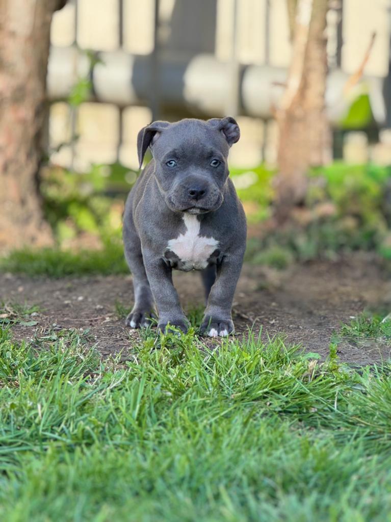 American Bully XL, Dieren en Toebehoren, Parvo, Overige rassen, 8 tot 15 weken, Meerdere