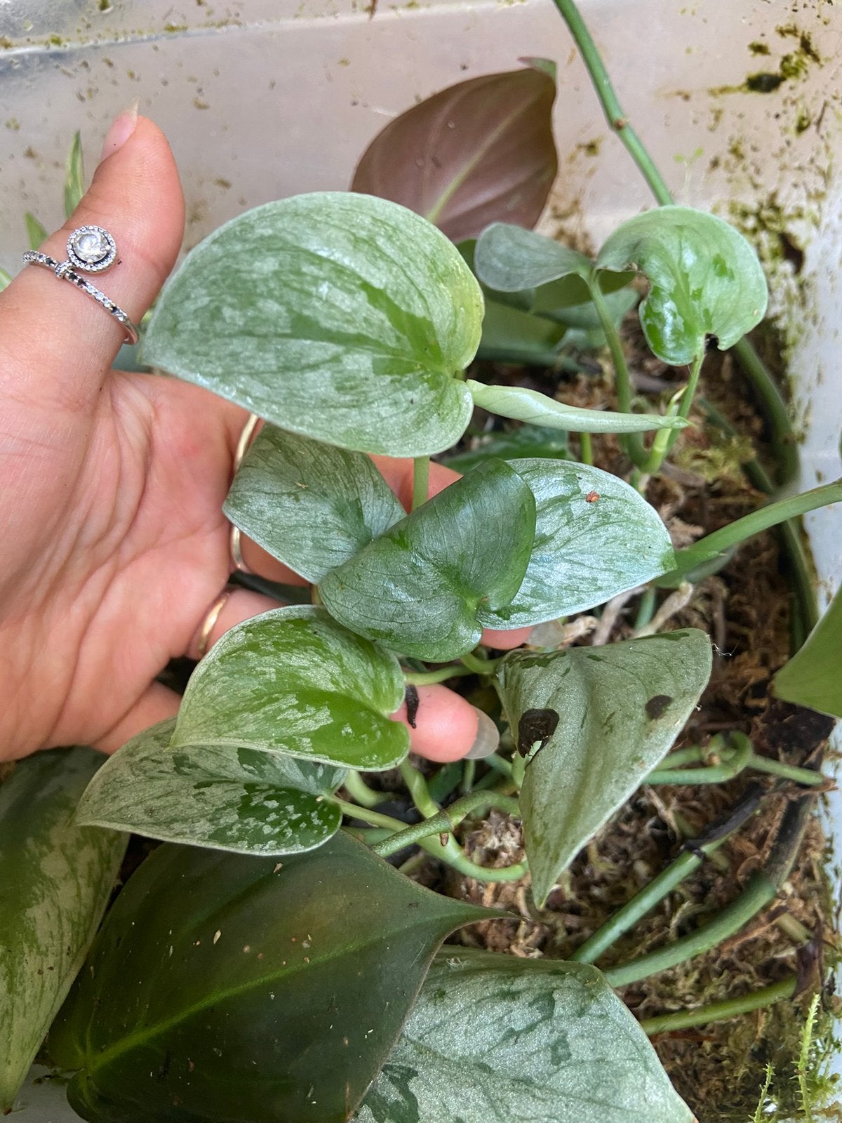 Scindapsus silver ann plantje 2, Ophalen of Verzenden, Halfschaduw, Minder dan 100 cm