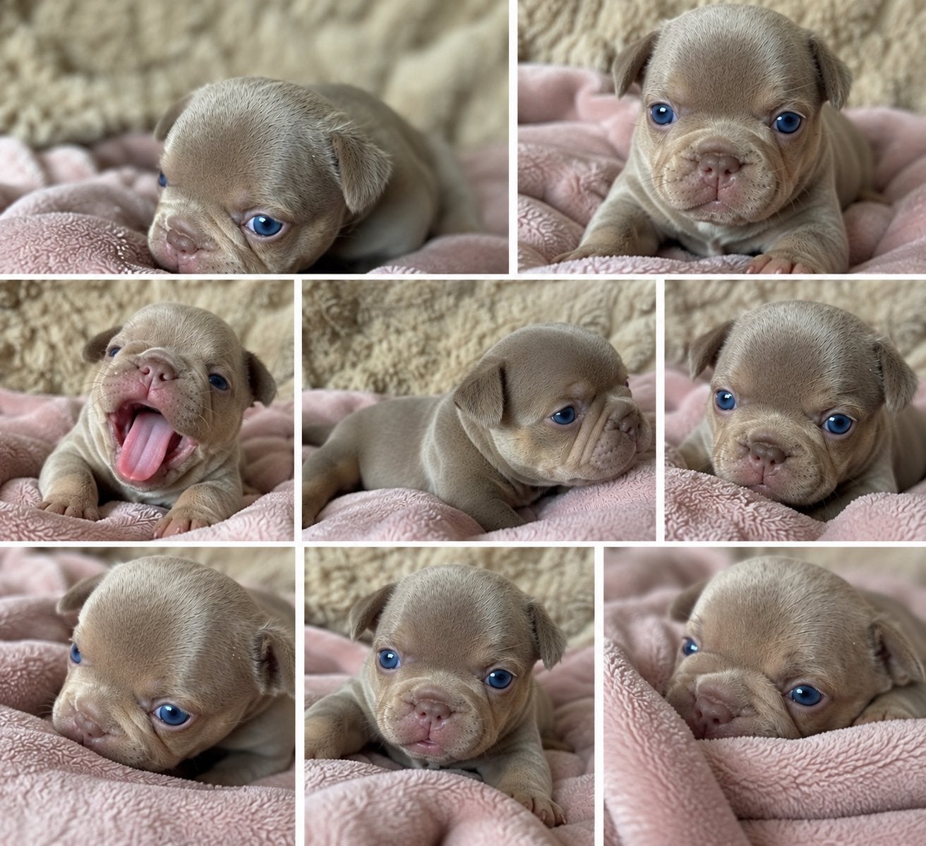 Franse bulldog, 8 tot 15 weken, Meerdere, Meerdere dieren, Nederland