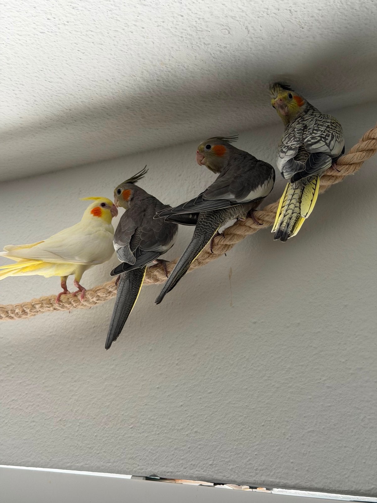 4 jonge valkparkieten uit huiskameropfok, Dieren en Toebehoren, Vogels | Parkieten en Papegaaien, Meerdere dieren, Parkiet, Tam