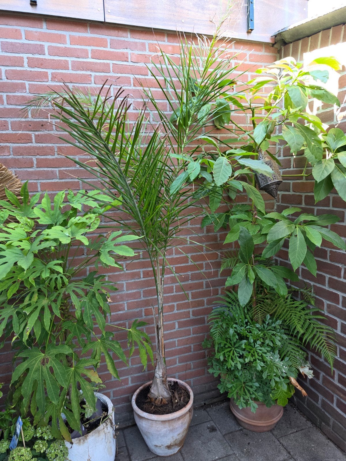 Syagarus romanzoffiana palmboom met terracotta pot, Tuin en Terras, Planten | Bomen, 100 tot 250 cm, Zomer, Palmboom, Ophalen