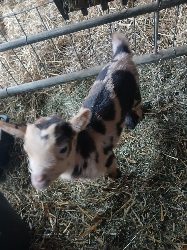 2 leuke dwerggeit stelletjes, Dieren en Toebehoren, Schapen, Geiten en Varkens, Geit, Meerdere dieren, 0 tot 2 jaar