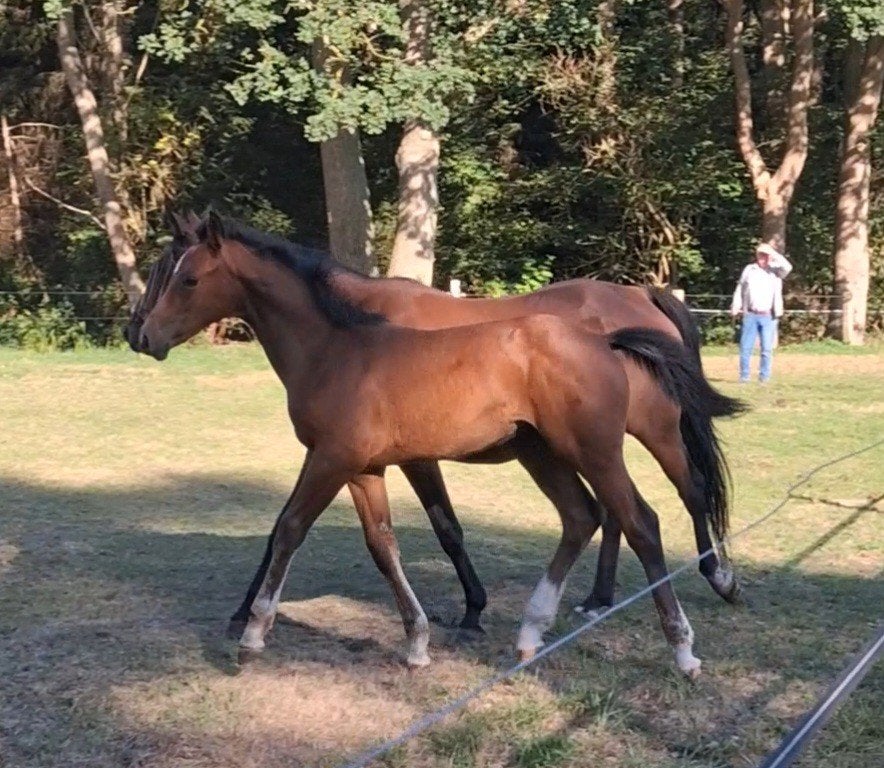Best bewegend hengstveulen v. Cappuccino van Paemel, Hengst, Minder dan 160 cm, 0 tot 2 jaar
