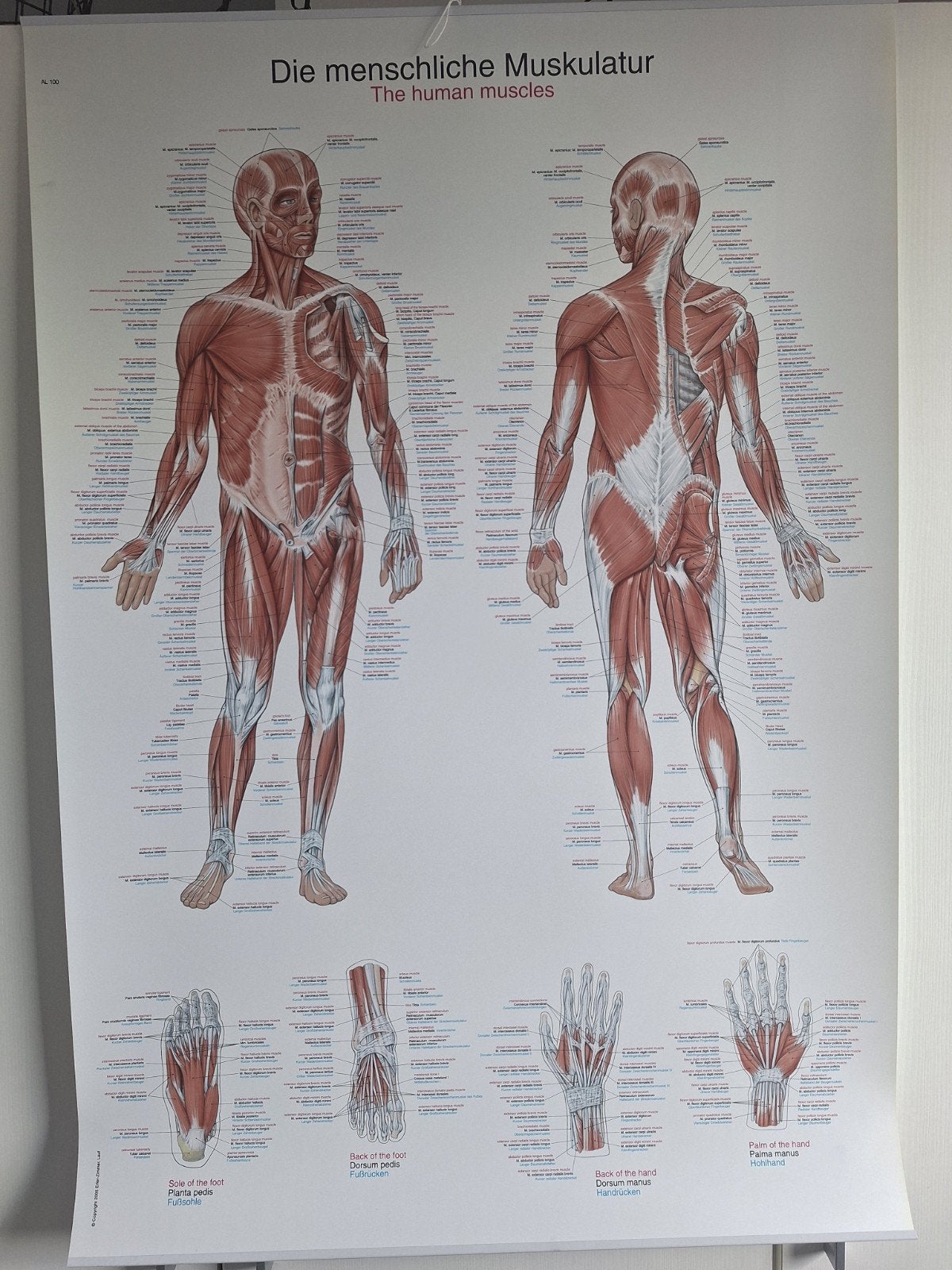 Anatomieposter: Menselijke Musculatuur, Ophalen of Verzenden, Zo goed als nieuw, Onbekend, Natuurwetenschap