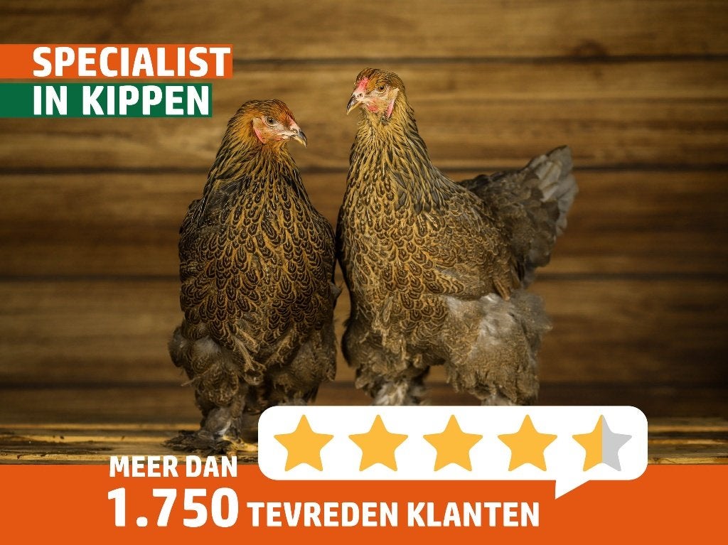 Brahma groot | Tamme, grote kippen | Deskundig advies