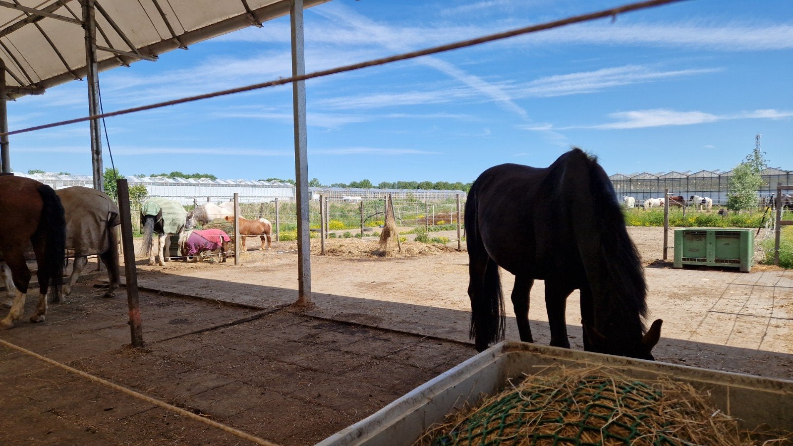 Pensionstalling beschikbaar voor 1 ruin - Almere, Dieren en Toebehoren, Stalling en Weidegang, Stalling, 1 paard of pony