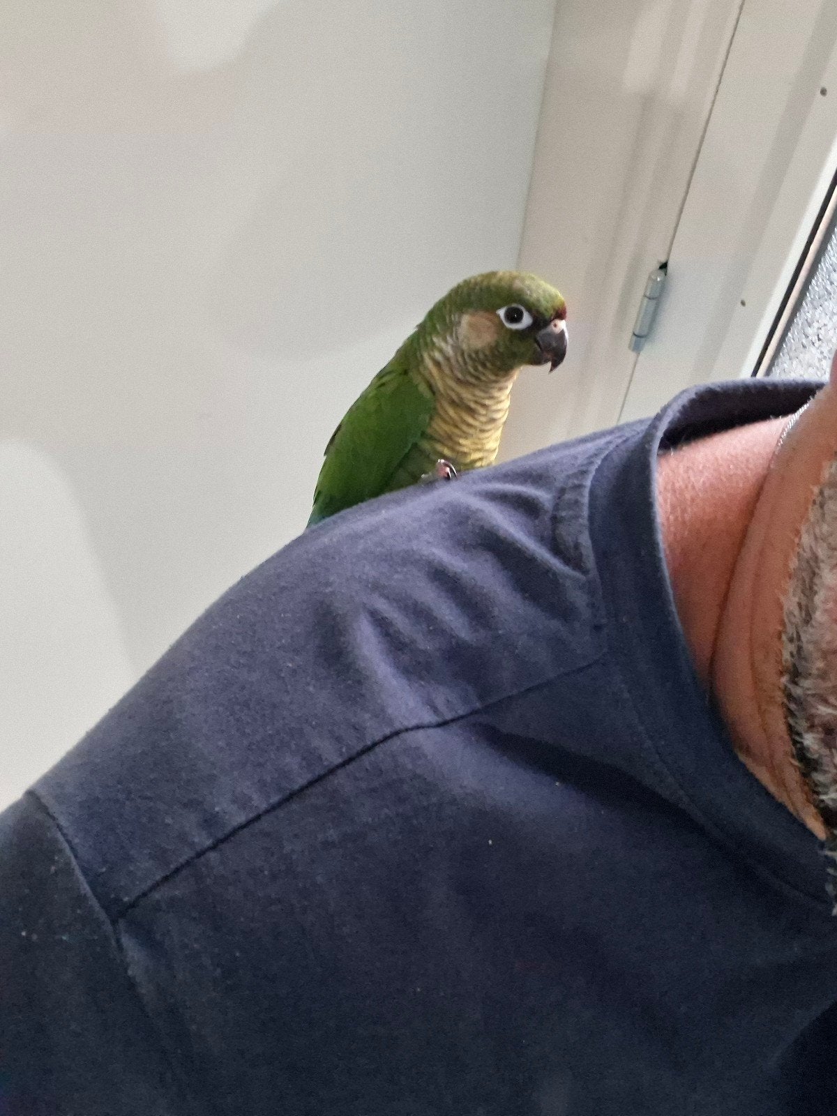 Mooie tamme Pyrrhura Conures met nieuwe kooi, Dieren en Toebehoren, Mannelijk, Parkiet, Tam