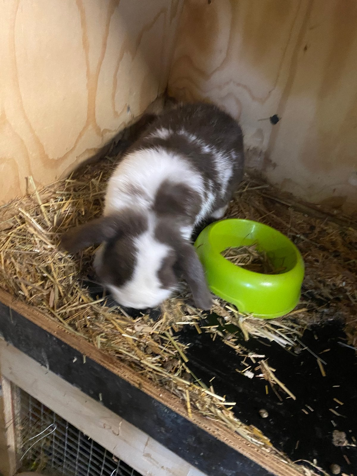 Koppeltje minilop, Dieren en Toebehoren, Konijnen, Meerdere dieren, Dwerg, Hangoor, 0 tot 2 jaar