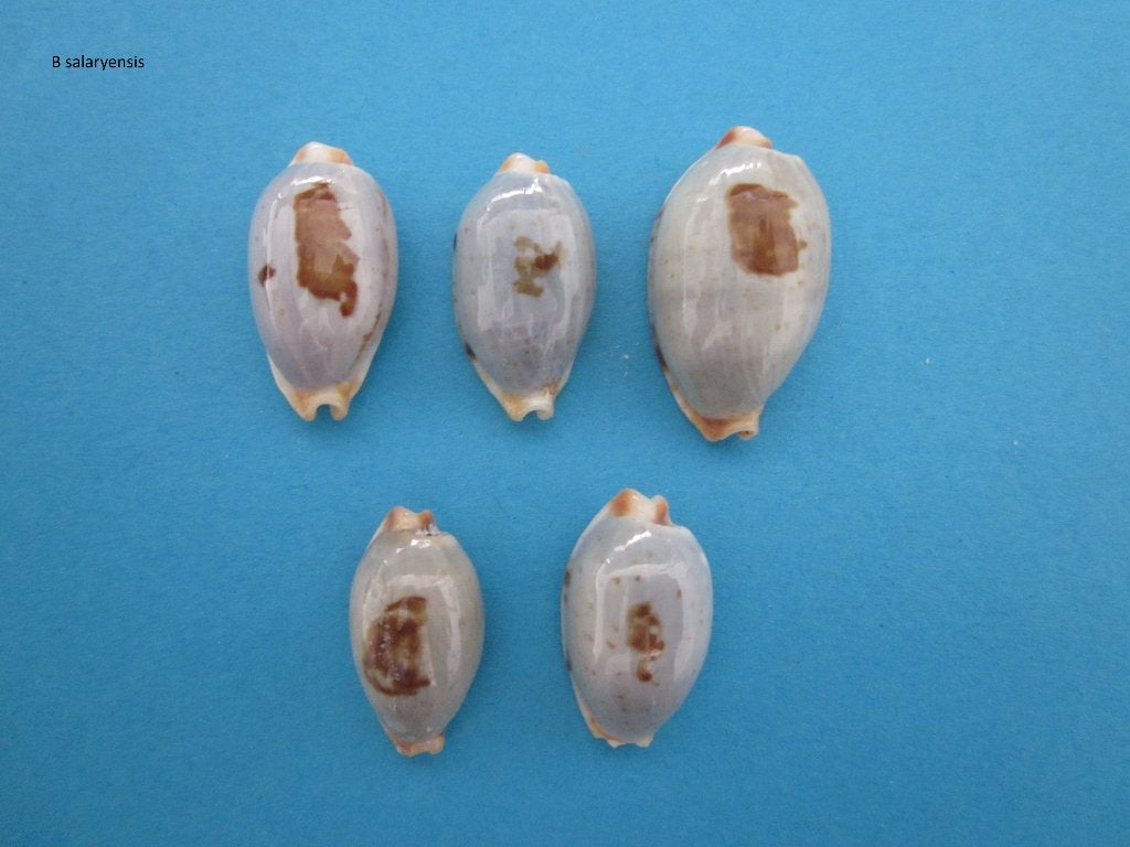 Schelpen: Cypraeidae, Verzamelen, Ophalen of Verzenden, Schelp(en)