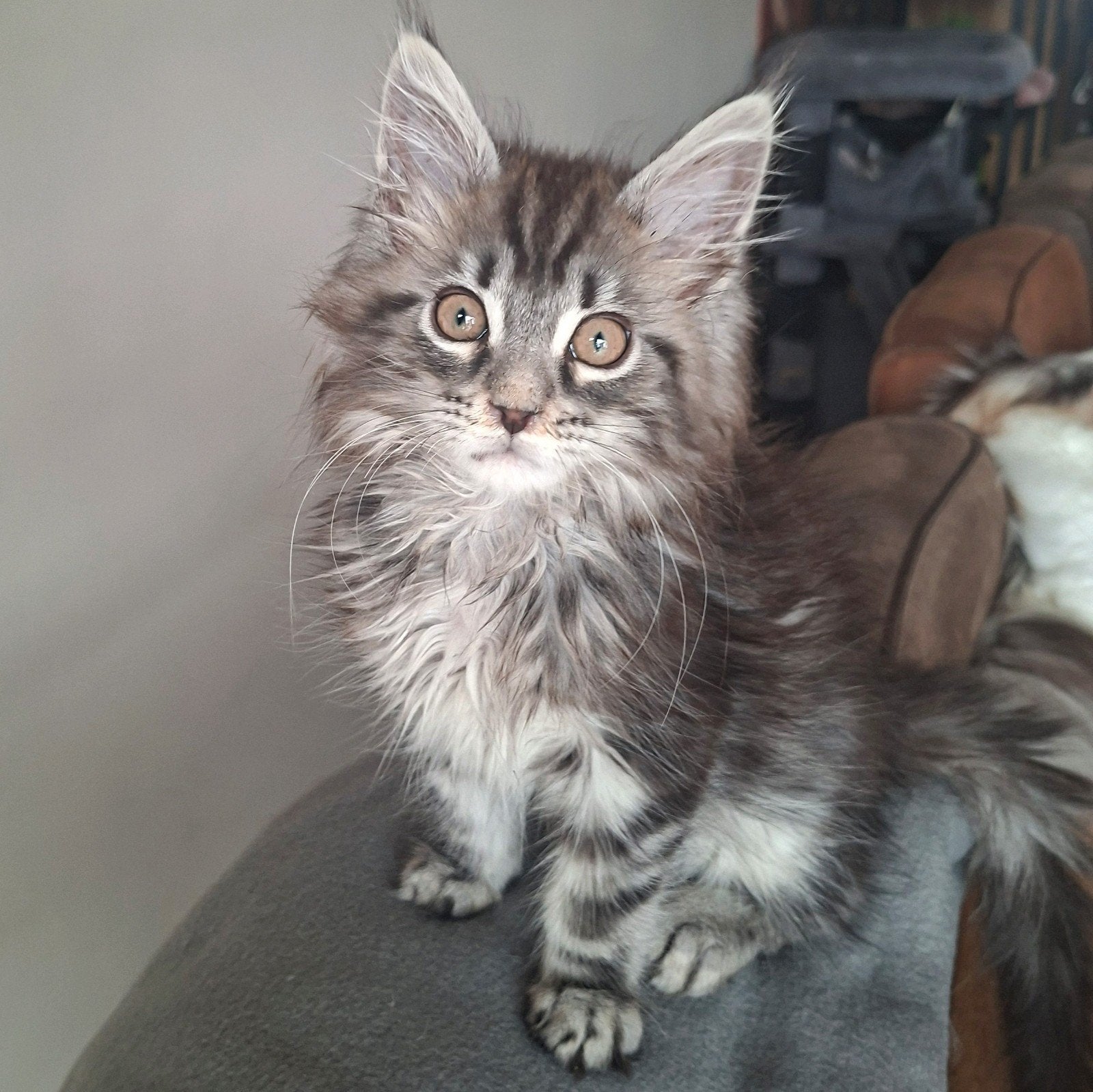 Maine coon kitten, Dieren en Toebehoren, Kater, Gechipt