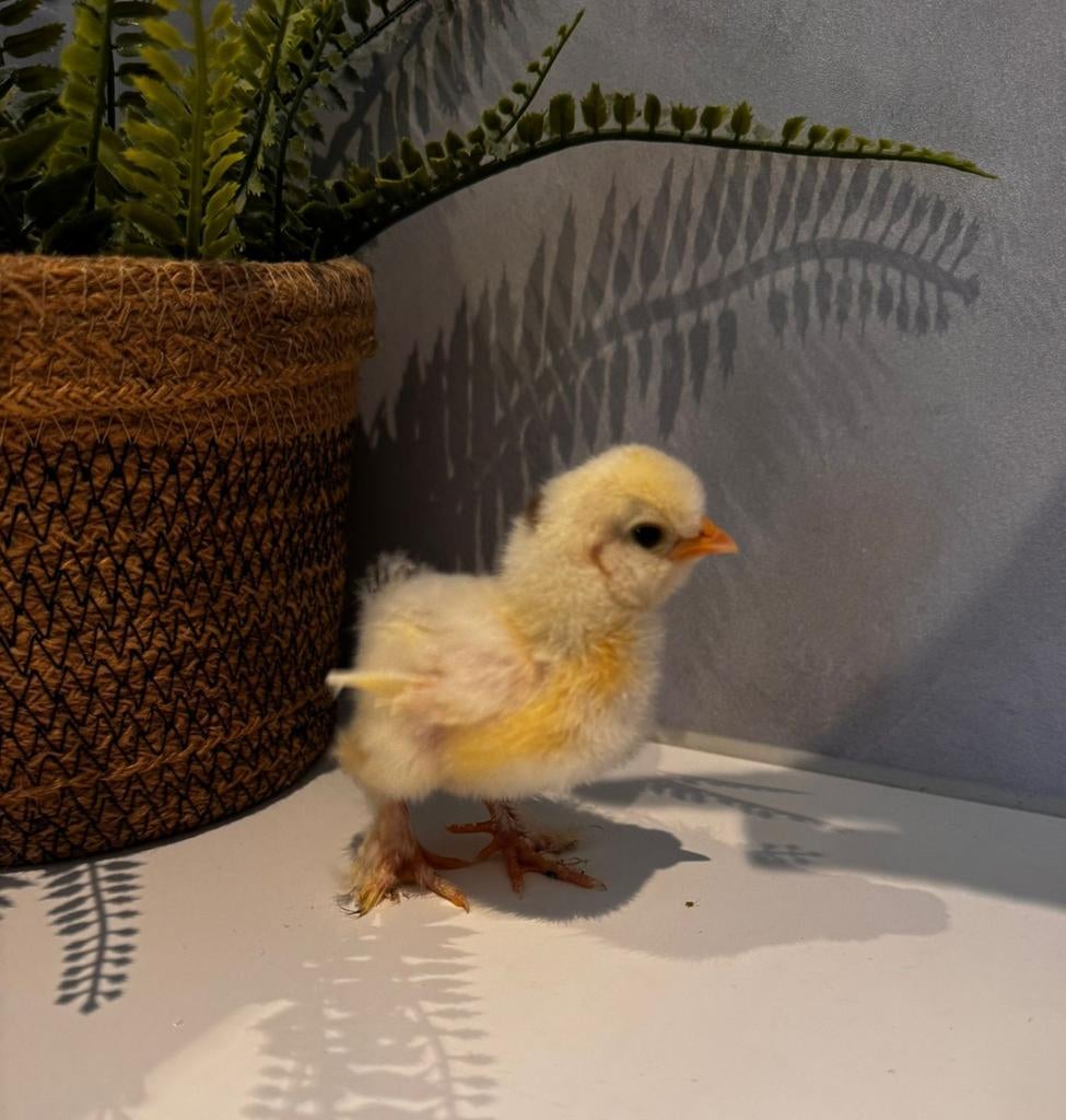 USA Zijdehoen kuiken wit mottled, Dieren en Toebehoren, Pluimvee, Geslacht onbekend, Kip