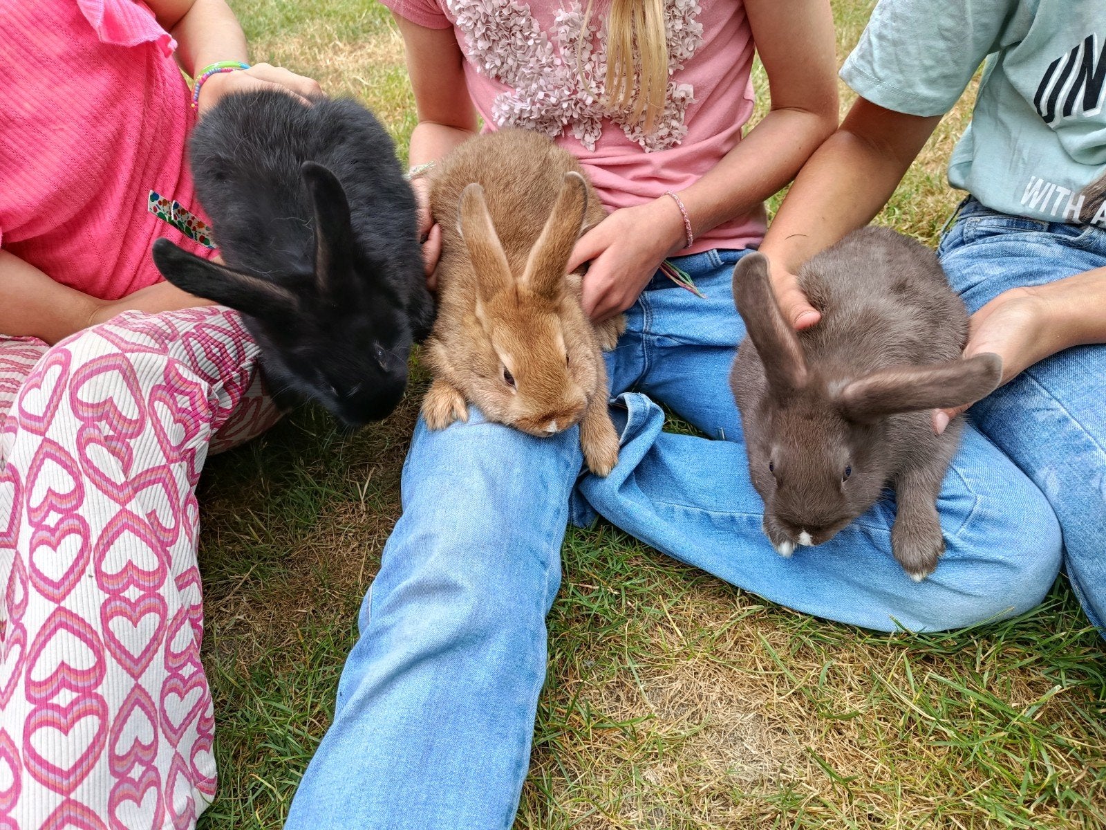 Jonge konijnen, Dieren en Toebehoren, Knaagdieren, Mei, Meerdere dieren, Overige typen, Tam