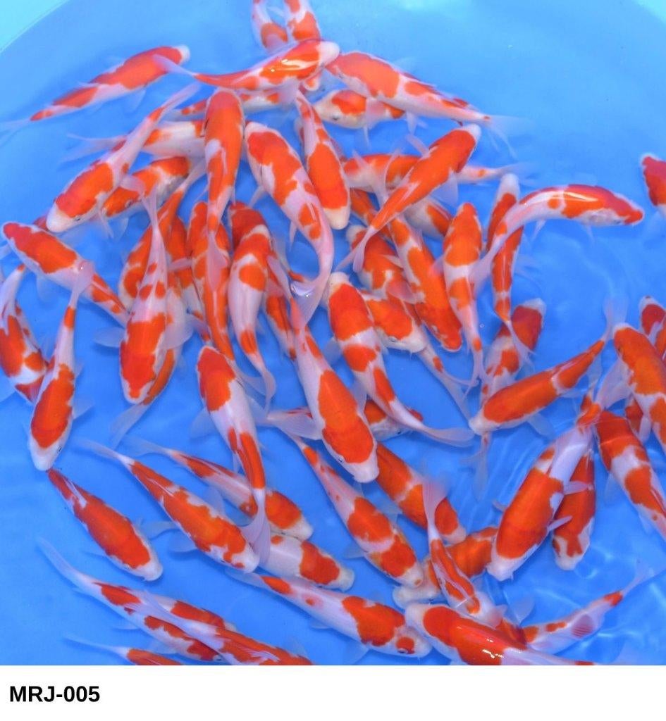 Kohaku HQ 15-18cm, Dieren en Toebehoren, Vissen | Vijvervissen, Karper of Koi