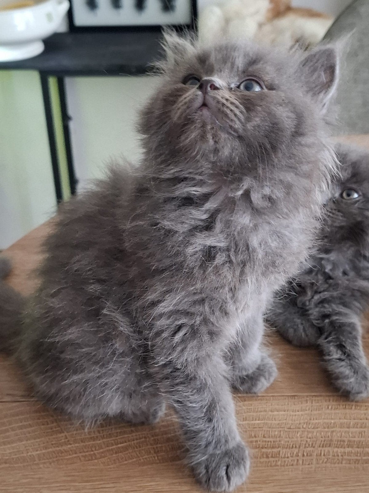 Langharige kittens, Meerdere dieren, Ontwormd