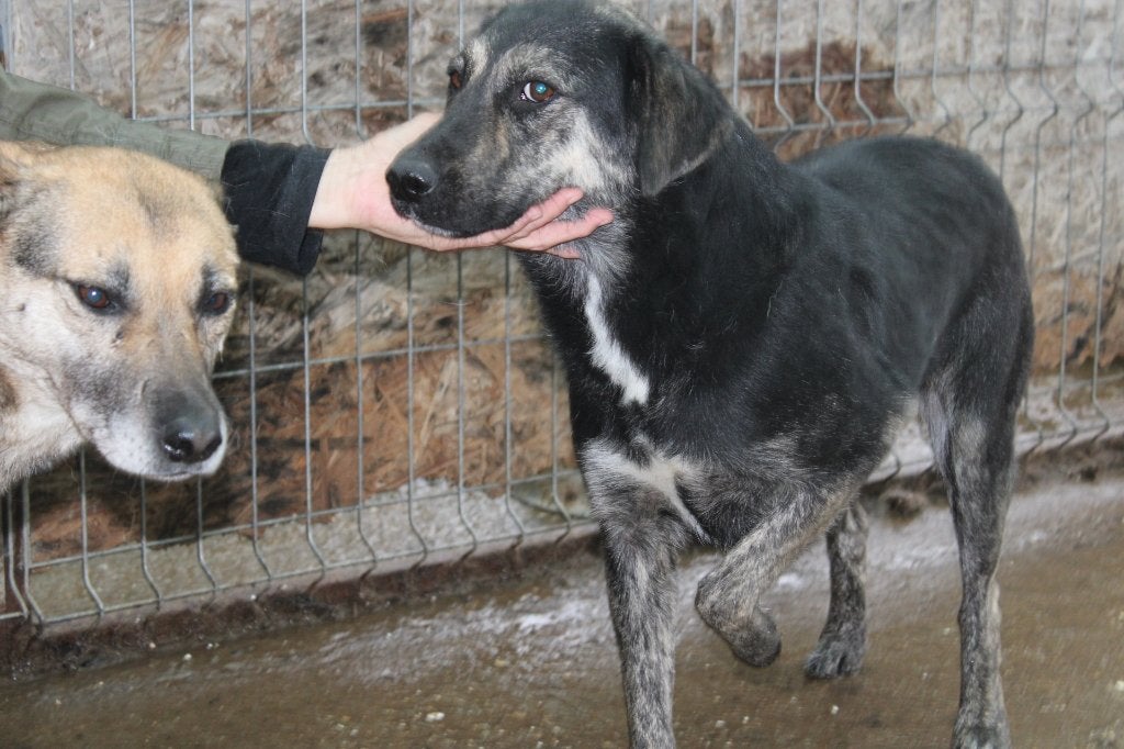 Lieve, wat onzekere Wisley ter adoptie, Dieren en Toebehoren, Honden | Niet-rashonden, Particulier, Reu, Buitenland, Eén hond