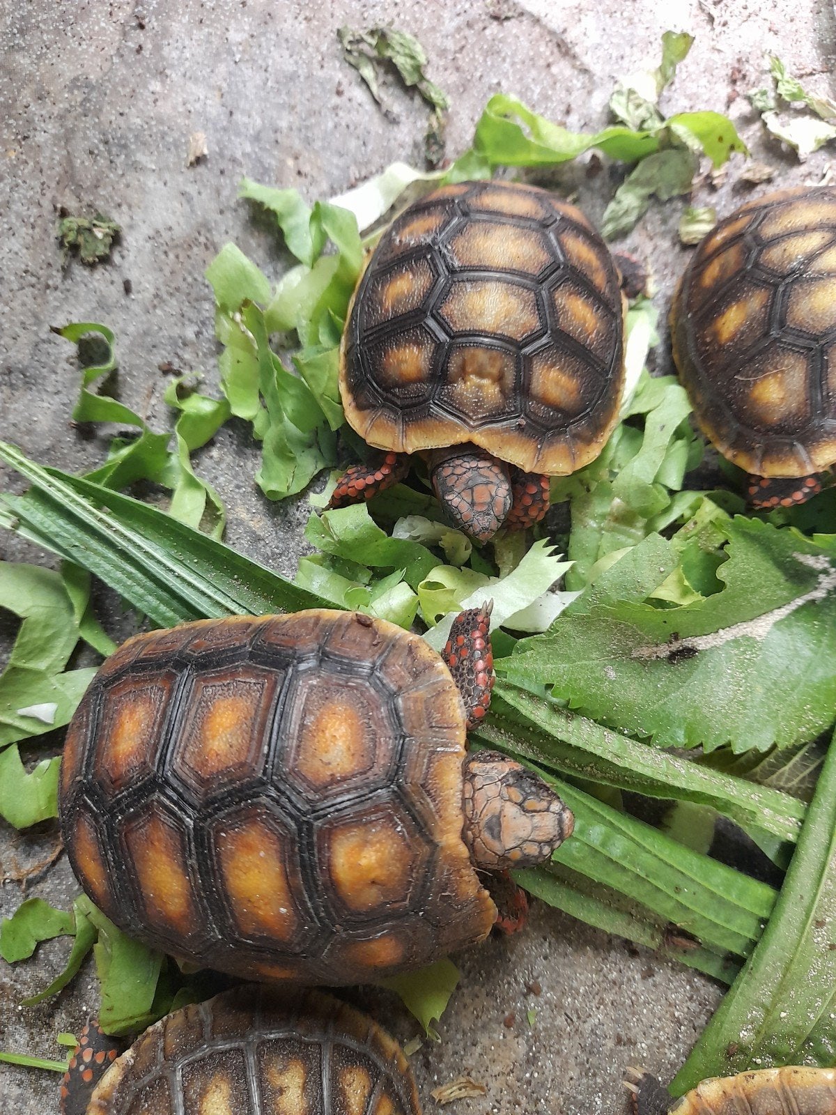 kolenbranderschildpadden Tortoise photo 7