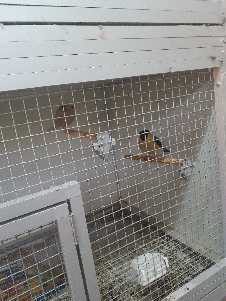 goudvinken, Meerdere dieren, Wildzangvogel, Geringd