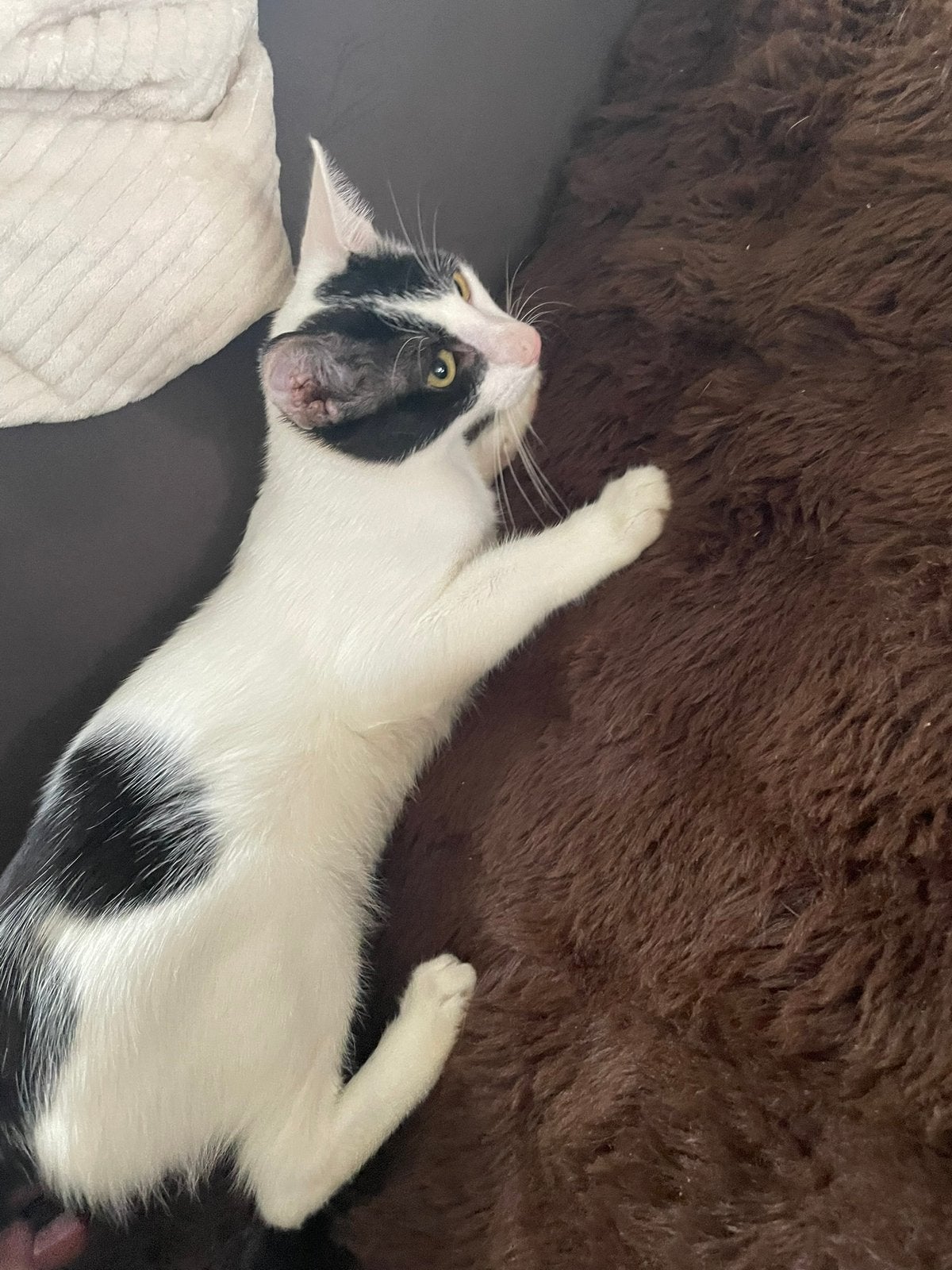 Joseph 6 mnd gecastreerd katertje bij gastgezin in Adam, Dieren en Toebehoren, Kater