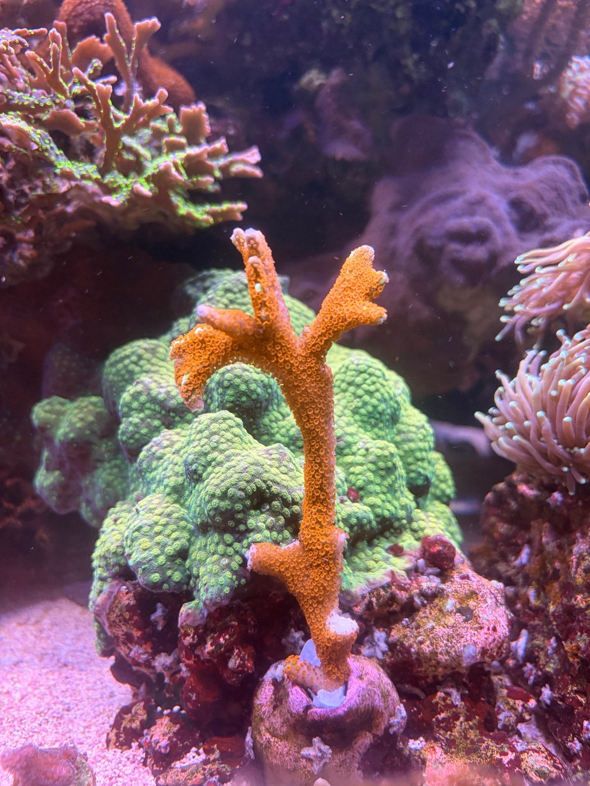 Montipora Digitata rood stekken, Overige typen