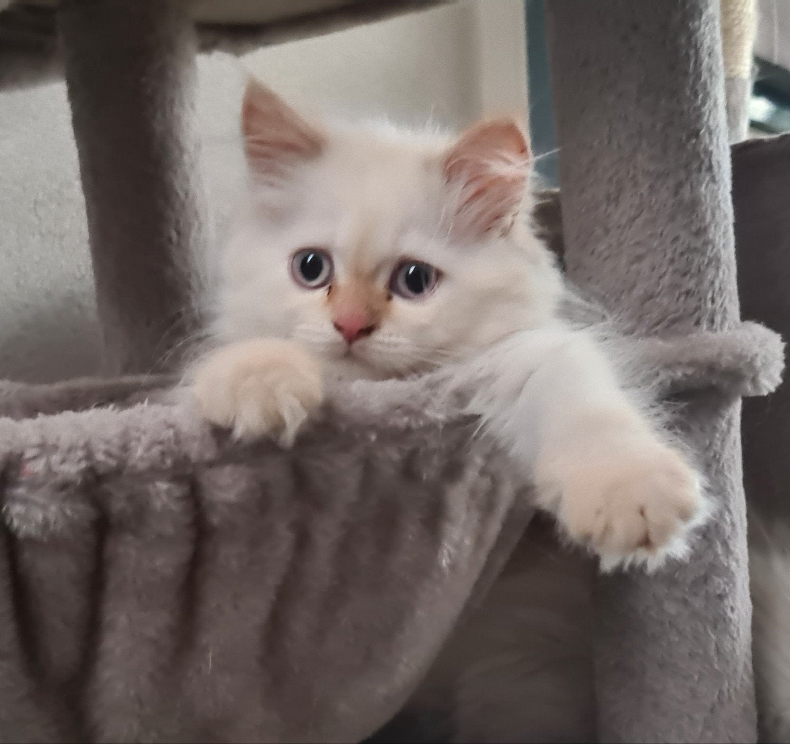 Prachtig Wit katertje kruising Pers X Neva Masquerade, Kater, Ingeënt, 0 tot 2 jaar