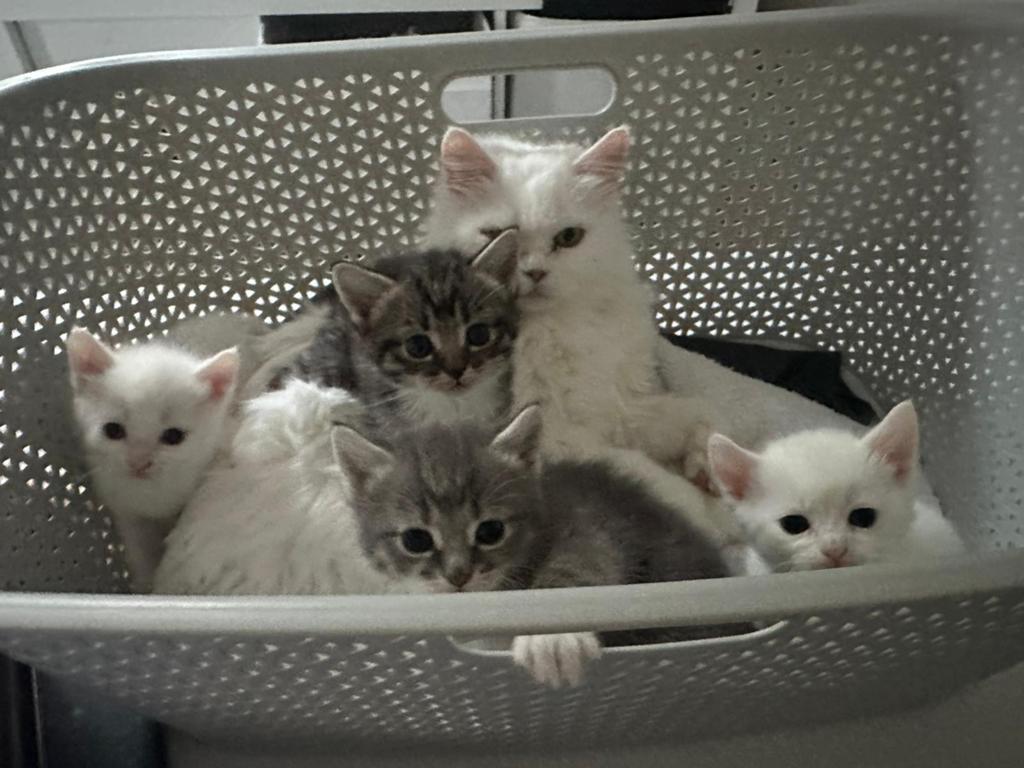 kittens zoeken een warm en liefdevol thuis, Meerdere dieren, Ontwormd