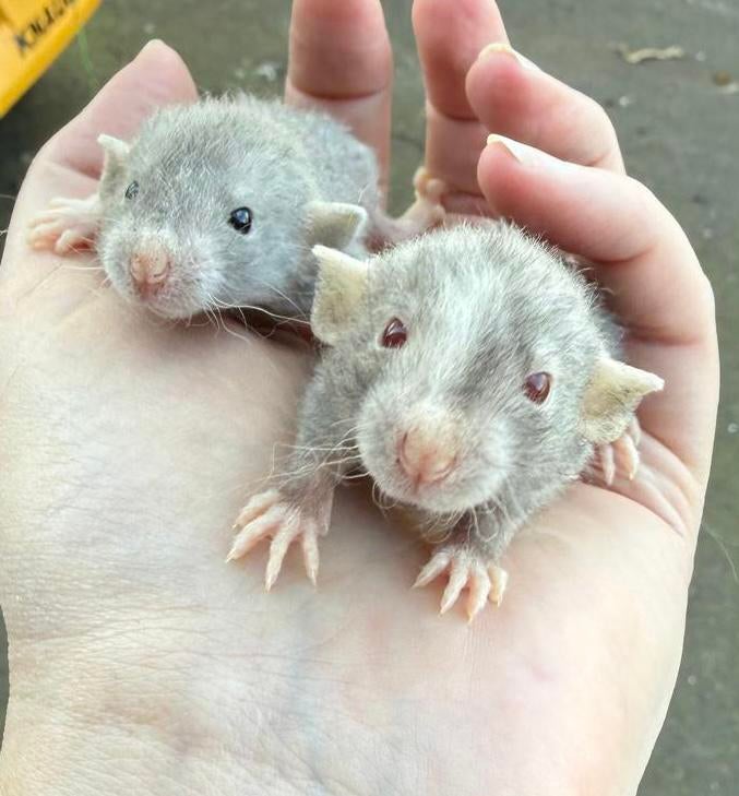 Unieke gekleurde Dumbo ratten, rittens!!, Dieren en Toebehoren, Knaagdieren, Rat, Februari, Meerdere dieren, Tam
