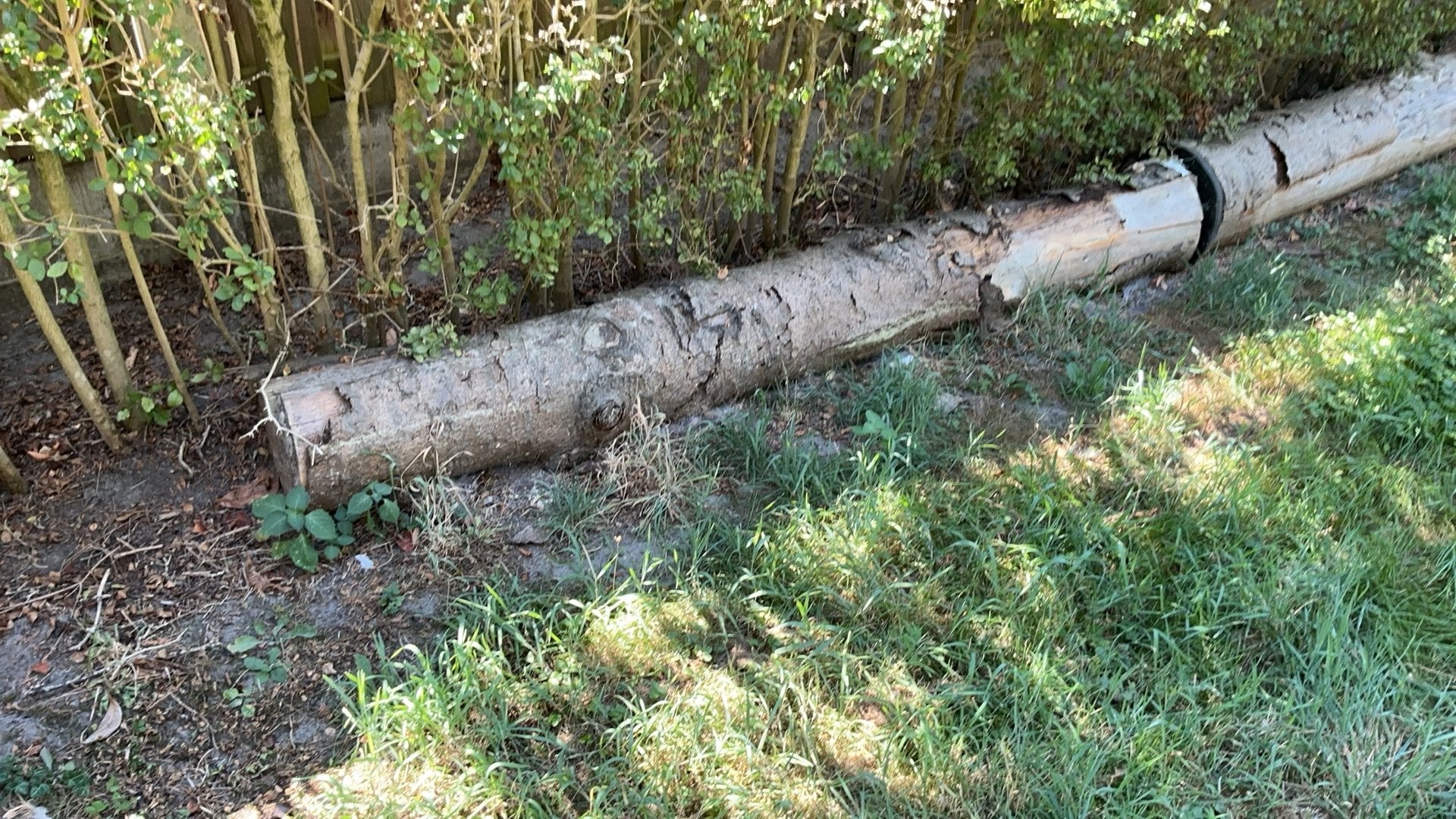 3 boomstammen, Ophalen, Zo goed als nieuw, 250 cm of meer, Overige typen