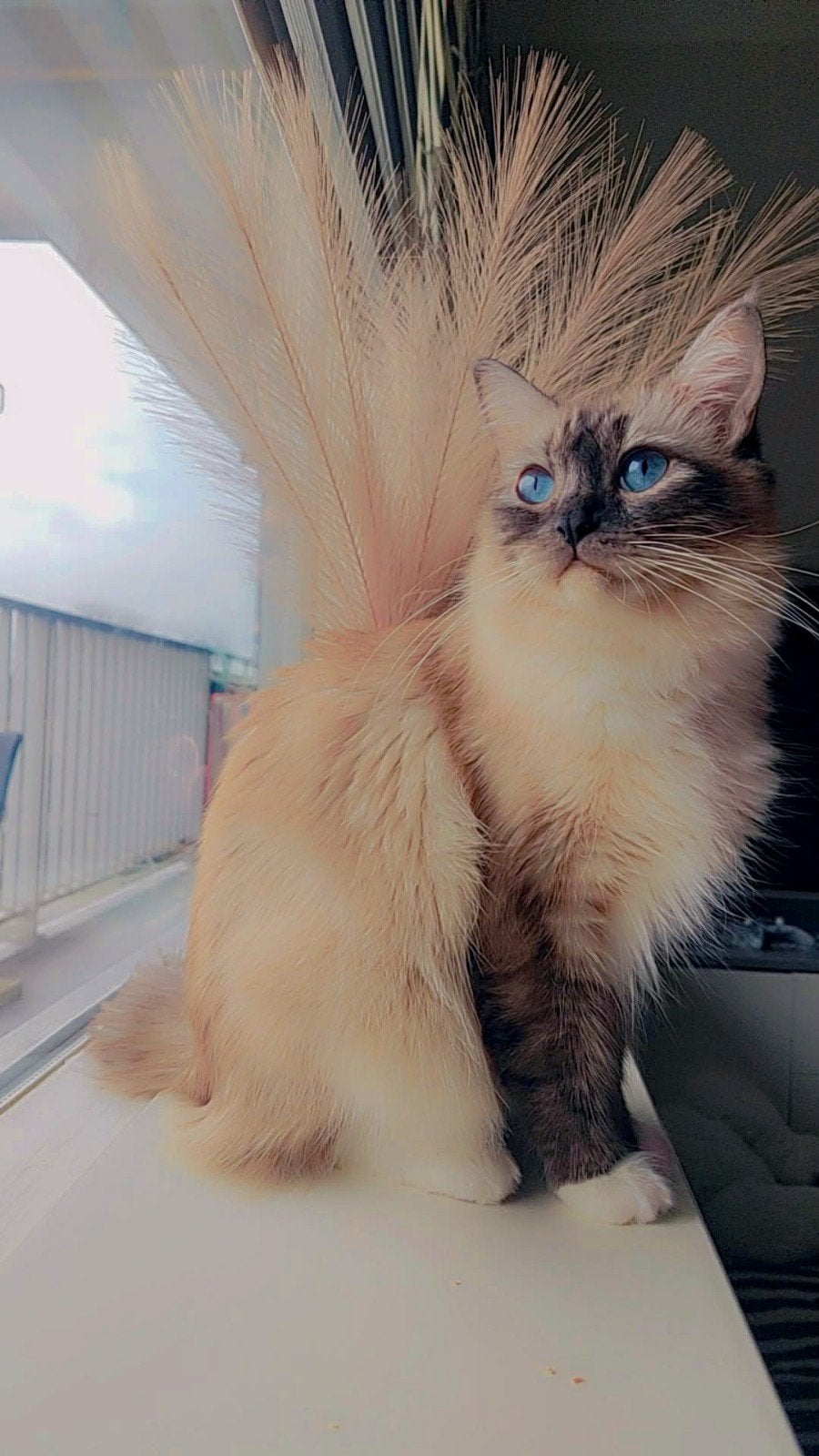 Ragdoll, Kater