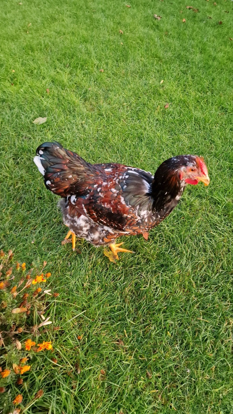 Grote Wyandotte hanen, porselein kleur., Dieren en Toebehoren